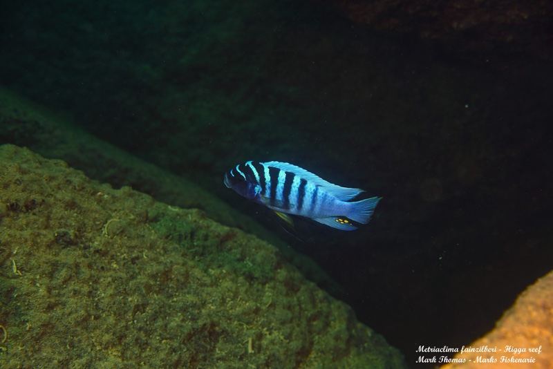 Maylandia fainzilberi 'Higga Reef'